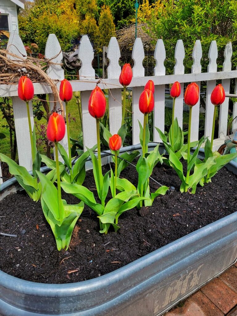 Triumph Tulips